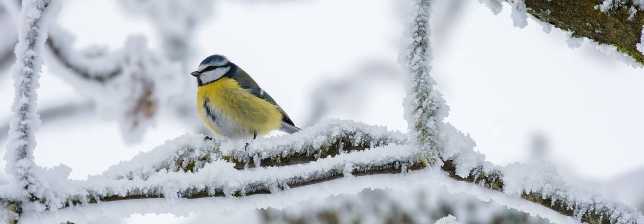 der kleine vogel pieps wiehnachtsgschichtli.com 1 der kleine vogel pieps wiehnachtsgschichtli.com 1
