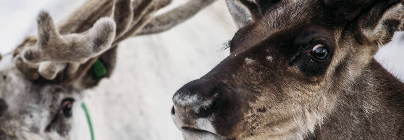 die 9 rentiere welche den weihnachtsmann treu an weihnachten begleiten scaled die 9 rentiere welche den weihnachtsmann treu an weihnachten begleiten scaled