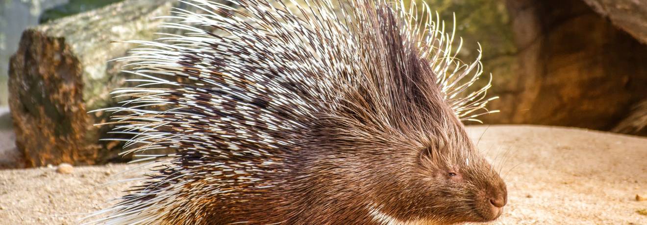 nature bruno ist ein stachelschwein nature bruno ist ein stachelschwein